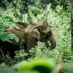 2-Day Kindred Spirit Elephant Sanctuary in Chiang Mai - Exploring the 2-Day Itinerary