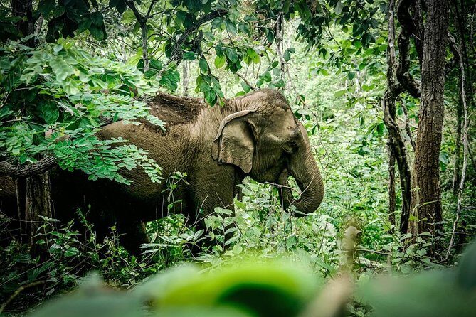2-Day Kindred Spirit Elephant Sanctuary in Chiang Mai - Exploring the 2-Day Itinerary