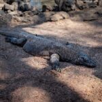 2-Day Komodo National Park and Rinca Island Wildlife Adventure from Bali - What’s Included and What’s Not