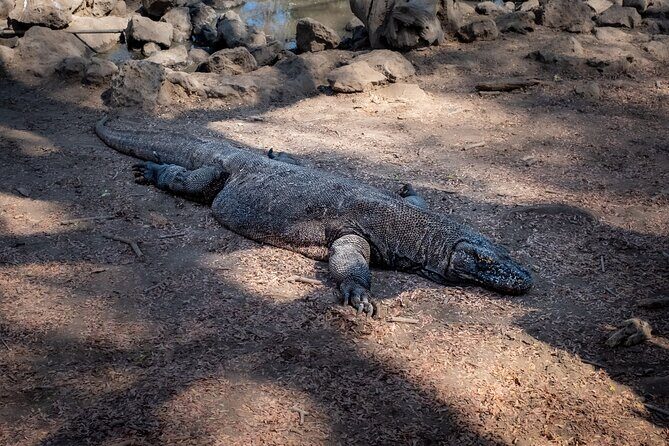 2-Day Komodo National Park and Rinca Island Wildlife Adventure from Bali - What’s Included and What’s Not