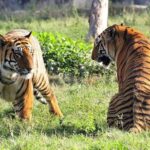 2-Day Private Tour to Ranthambhore Tiger Safari Tour from Jaipur - Who Is This Tour Best Suited For?