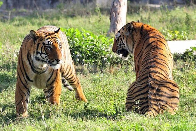 2-Day Private Tour to Ranthambhore Tiger Safari Tour from Jaipur - Who Is This Tour Best Suited For?