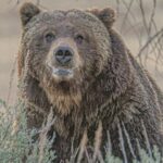 2-Day Private Yellowstone Tour(Lower and Upper Loops w Iconic Sites) w Lunch - The Sum Up