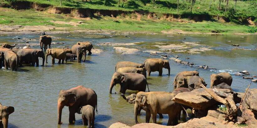2 Day Tour Pinnawala/Sigiriya From Kandy - Who Should Consider This Tour?