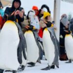 2 Day Tour to Icebreaker Mombetsu and Asahiyama Zoo in Hokkaido - Final Thoughts