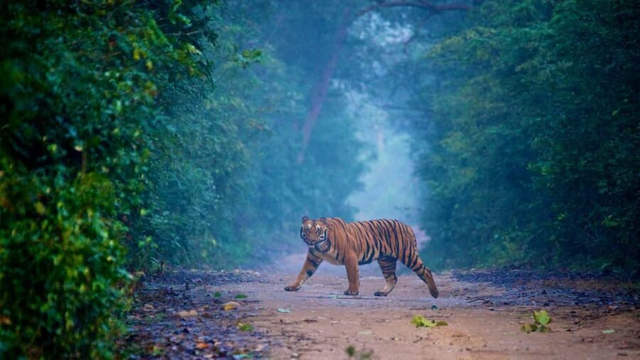 2-Day Wildlife Safari and Tour of Jim Corbett National Park