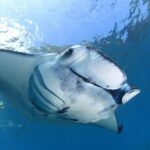 2 Days Discover Scuba Diving in Nusa Lembongan - Scuba Initiation - The Practicalities: What’s Included and What to Consider