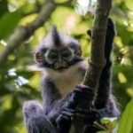 2 Days Ethical Jungle Trek in Sumatra - Authentic Encounters and Genuine Reviews
