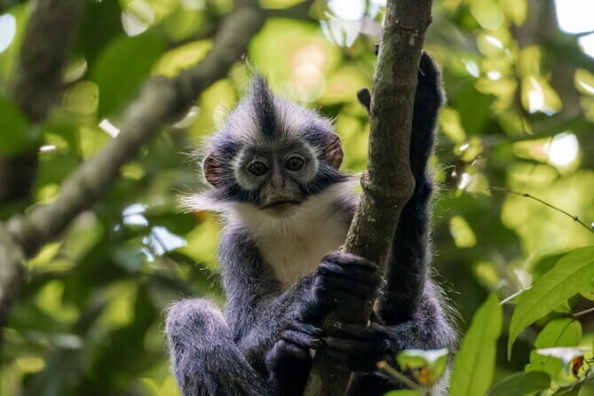 2 Days Ethical Jungle Trek in Sumatra