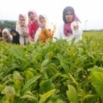 2 Days Jeju Island Private Taxi Tour (East/West of Jeju Island ) - What We Love About This Tour