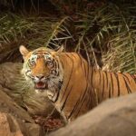 2-Days Private Ranthambhore Tiger Tour from Jaipur - Is This Tour Worth It?