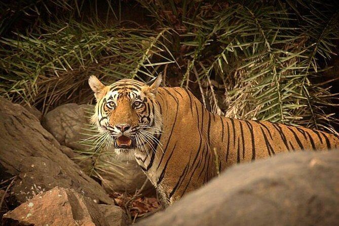 2-Days Private Ranthambhore Tiger Tour from Jaipur - Is This Tour Worth It?
