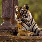 2 Days: Ranthambore Tiger Safari From Jaipur With Drop At Agra - FAQs