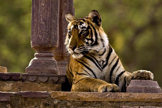 2 Days: Ranthambore Tiger Safari From Jaipur With Drop At Agra - FAQs