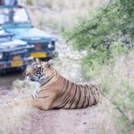 2 Days Ranthambore Tiger Safari with Tickets - An Immersive Two-Day Adventure in Rajasthans Wilderness and Heritage