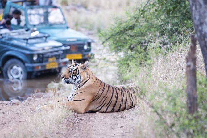 2 Days Ranthambore Tiger Safari with Tickets - An Immersive Two-Day Adventure in Rajasthans Wilderness and Heritage