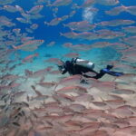 2 Fun Dives in Racha Yai or Noi for Certified Divers - Who Is This Tour Best For?