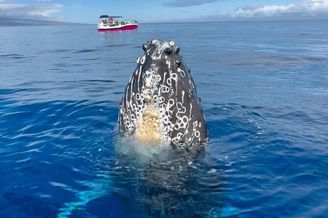 2 Hour Afternoon Lahaina Whale Watch
