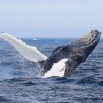 2 Hour Award-Winning Whale and Seabird Boat Tour from St. John's - The Sum Up