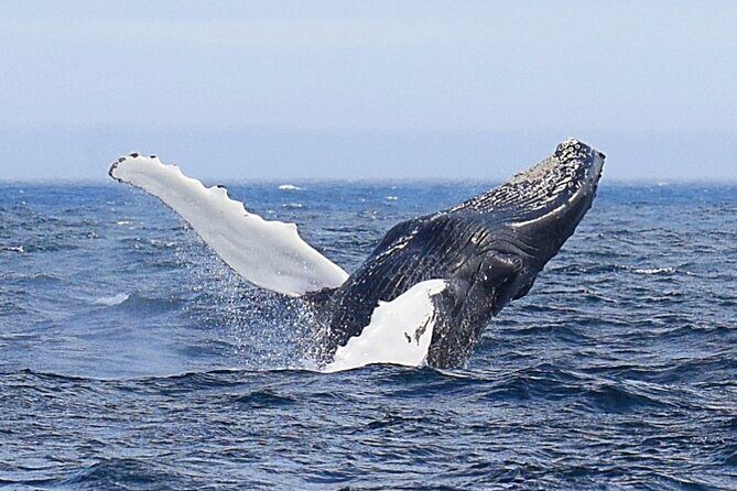 2 Hour Award-Winning Whale and Seabird Boat Tour from St. John's - The Sum Up