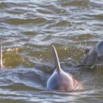 2-Hour Dolphin and Nature Eco Tour from Orange Beach - Who Will Love This Tour?