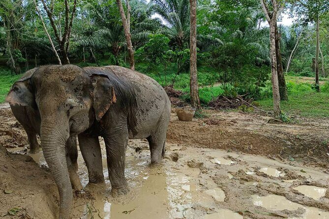 2-Hour Guided Eco-Tour & Transfer to Khaolak Elephant Sanctuary - Why It Offers Value