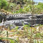 2-Hour Guided Segway Tour of Huntington Beach State Park in Myrtle Beach - Final Thoughts: Is This Tour Right for You?