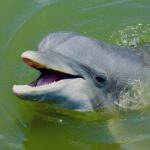 2 Hour Kayak Hilton Head Dolphin and Nature Tour - The Sum Up: Why You Should Consider This Tour