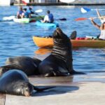 2-Hour Kayak or Paddleboard with Sea Lions in Marina del Rey - Why This Tour Works Well