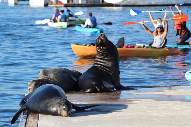2-Hour Kayak or Paddleboard with Sea Lions in Marina del Rey - Why This Tour Works Well