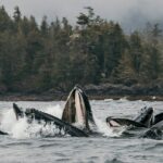 2-Hour Marine Wildlife Tour in Sitka - Who Is This Tour Best For?