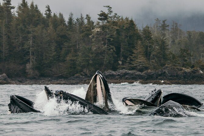 2-Hour Marine Wildlife Tour in Sitka - Who Is This Tour Best For?
