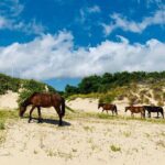 2-hour Outer Banks Wild Horse Tour by 4WD Truck - What to Expect During the Tour