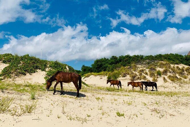 2-hour Outer Banks Wild Horse Tour by 4WD Truck - What to Expect During the Tour