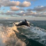 2 Hour Private Dolphin Sightseeing Tour - Final Thoughts: Is This the Tour for You?