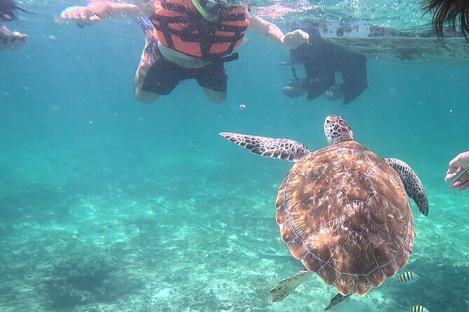 2-Hour Snorkeling in Two Spots of Tulum's Reef - Authentic Encounters and Real Experiences