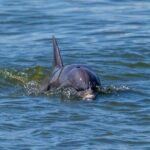 2 Hours Dolphin Eco Tour - Frequently Asked Questions