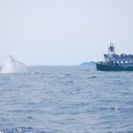 2 Hours Guided Whale and Bird Boat Tour in Bay Bulls - In-Depth Look at the Wildlife & Scenery