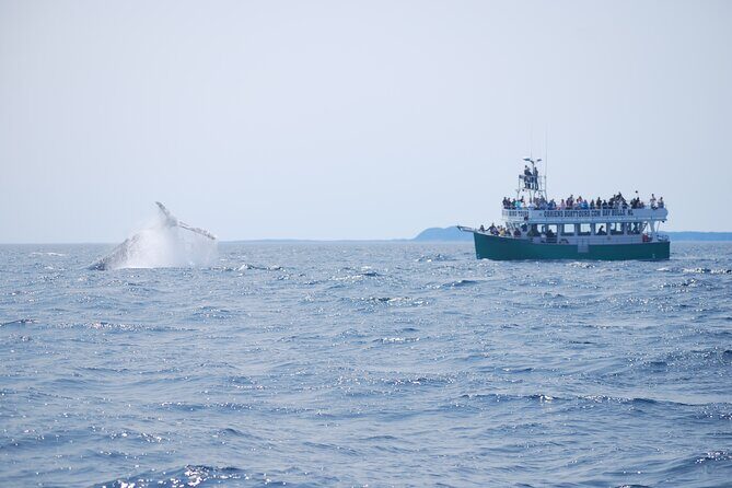 2 Hours Guided Whale and Bird Boat Tour in Bay Bulls - In-Depth Look at the Wildlife & Scenery
