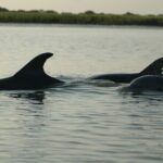 2 Hours Shem Creek Safari Kayak Tour - FAQ