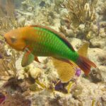 2 Location Snorkel Tour - Gear Included, 65 minutes per location - Authentic Experiences From Travelers