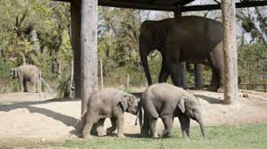 2 N 3 Days Chitwan tour package from Pokhara or Kathmandu - An In-Depth Look at Your 3-Day Chitwan Experience