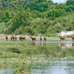 2 Night 3 Day Chitwan Jungle Safari Tour from Pokhara - Authentic Experiences and Practical Details