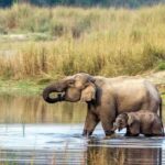 2 Night 3 Days Chitwan National Park/From Kathmandu/Pokhra - Why This Tour Offers Good Value