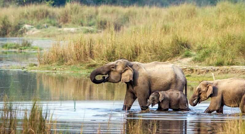 2 Night 3 Days Chitwan National Park/From Kathmandu/Pokhra - Why This Tour Offers Good Value