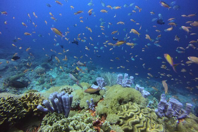 2 or 3 dives in Nusa Lembongan and Penida, for certified diver (in Lembongan) - Practical Details and Value