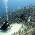 2-Tank Morning or Afternoon Dives in Playa del Carmen certified Divers Only - The Sum Up