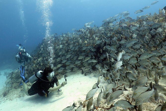 2-Tank Morning or Afternoon Dives in Playa del Carmen certified Divers Only - The Sum Up