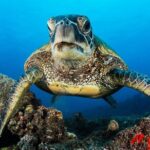 2 Tanks Scuba Dive Kaua'i from a Boat - Final Thoughts: Who Will Appreciate This Kauai Scuba Tour?