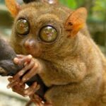 2025 Tarsier, Waterfalls & Chocolate Hills Tour - A Closer Look at the 2025 Tarsier, Waterfalls & Chocolate Hills Tour